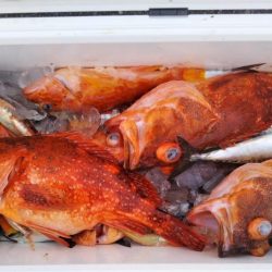 康仁丸・ジギング釣り果